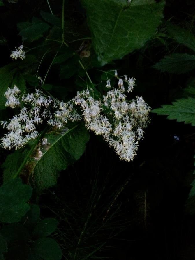 Thalictrum pubescens 4