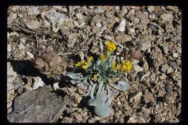 Physaria 7