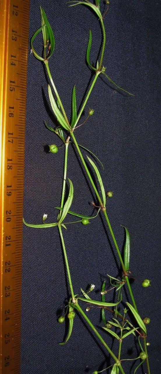 Oldenlandia 22