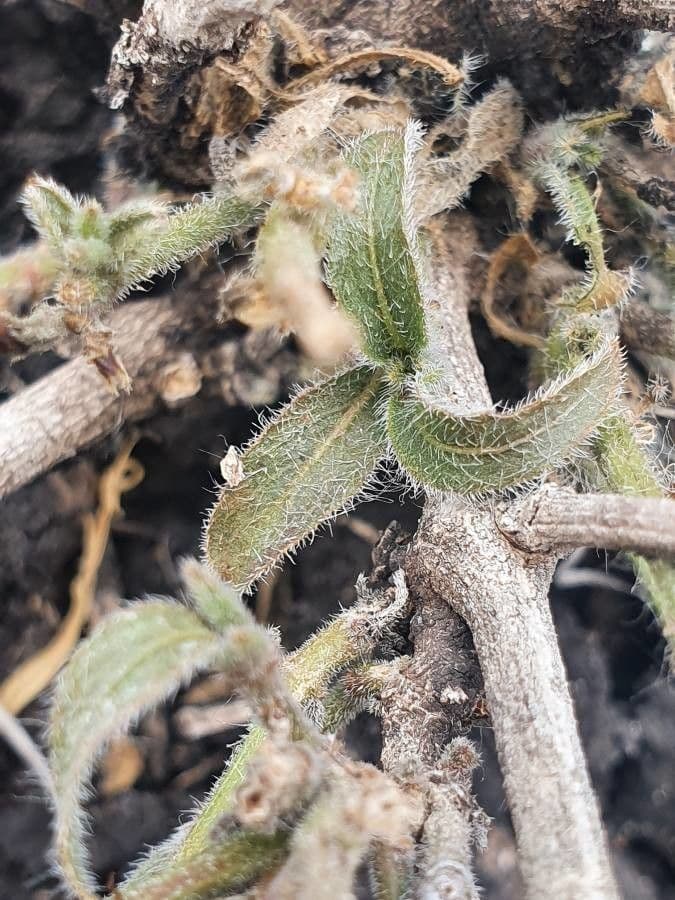 Ruellia