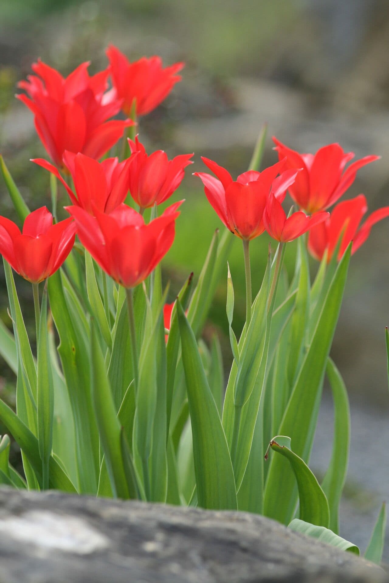 Tulipano 2