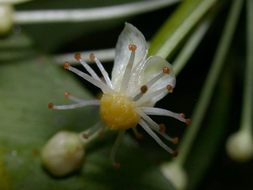 Garcinia 7