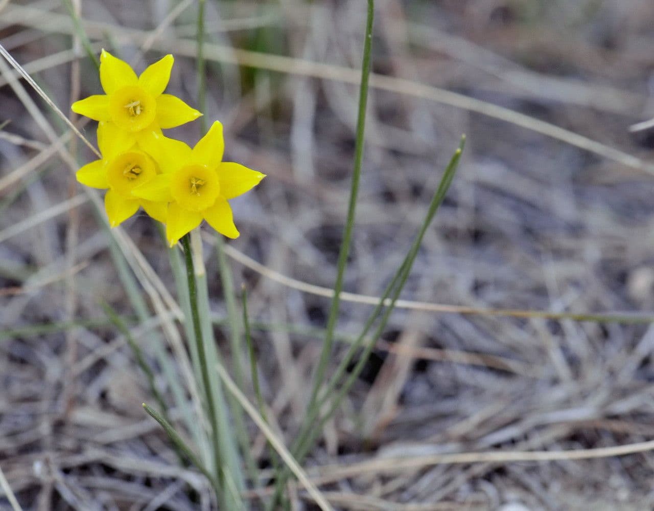 Narciso 8