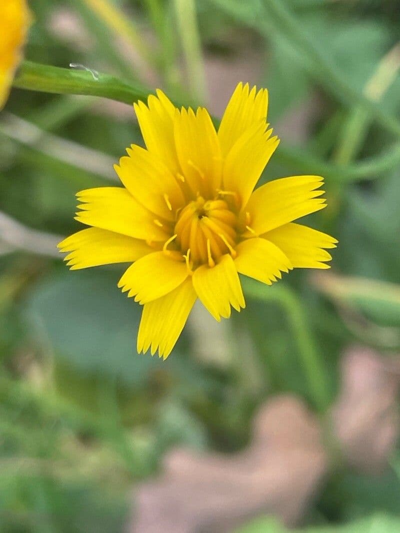 Radicchiella autunnale 10