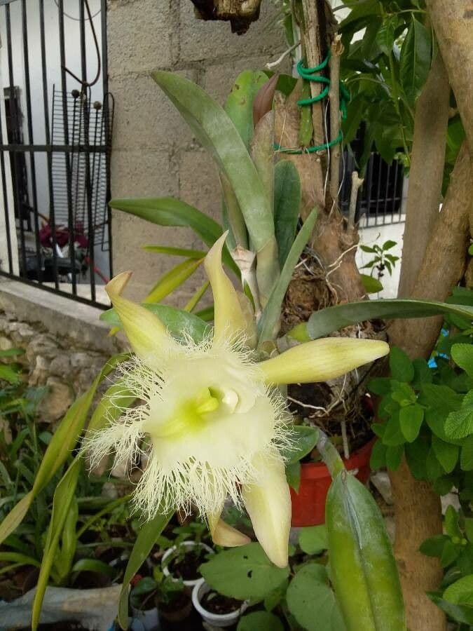 Rhyncholaelia 3