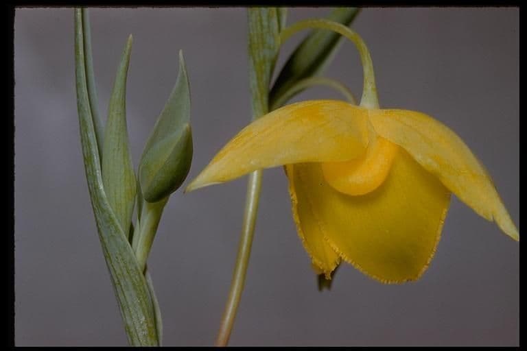 Lanterna di Diogene 7