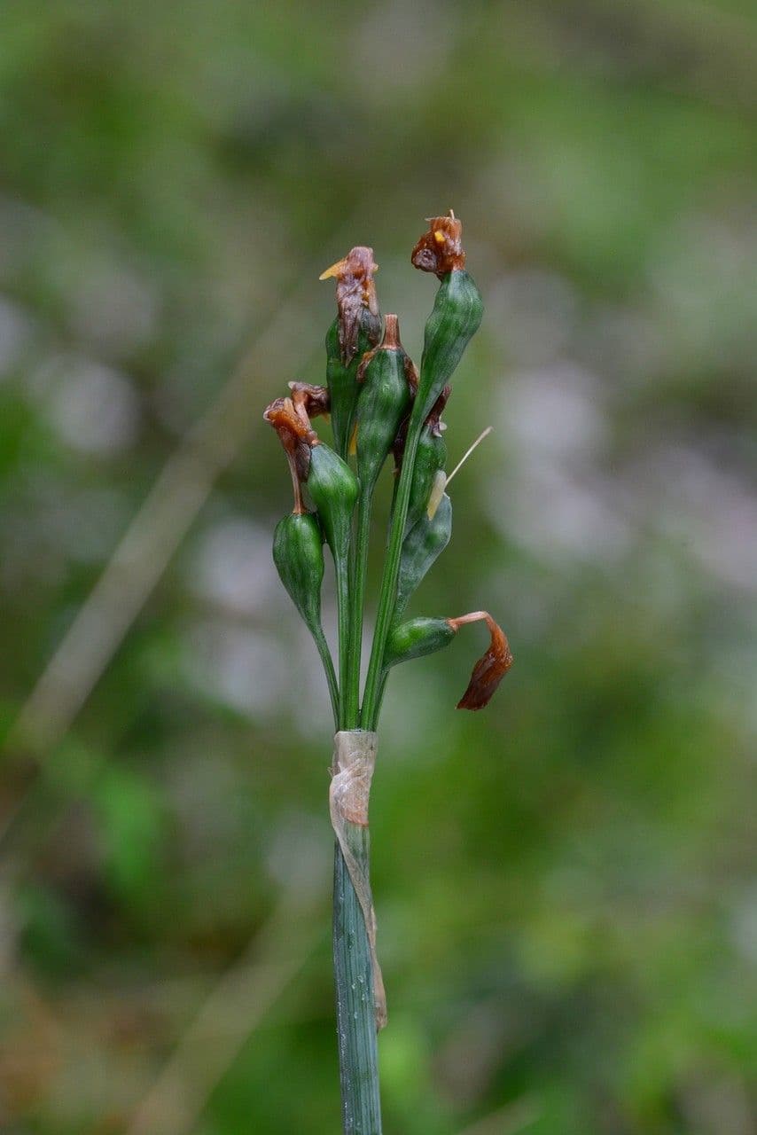 Goccia d'estate 3