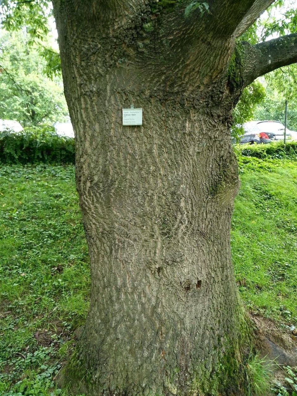 Dąb libański 15