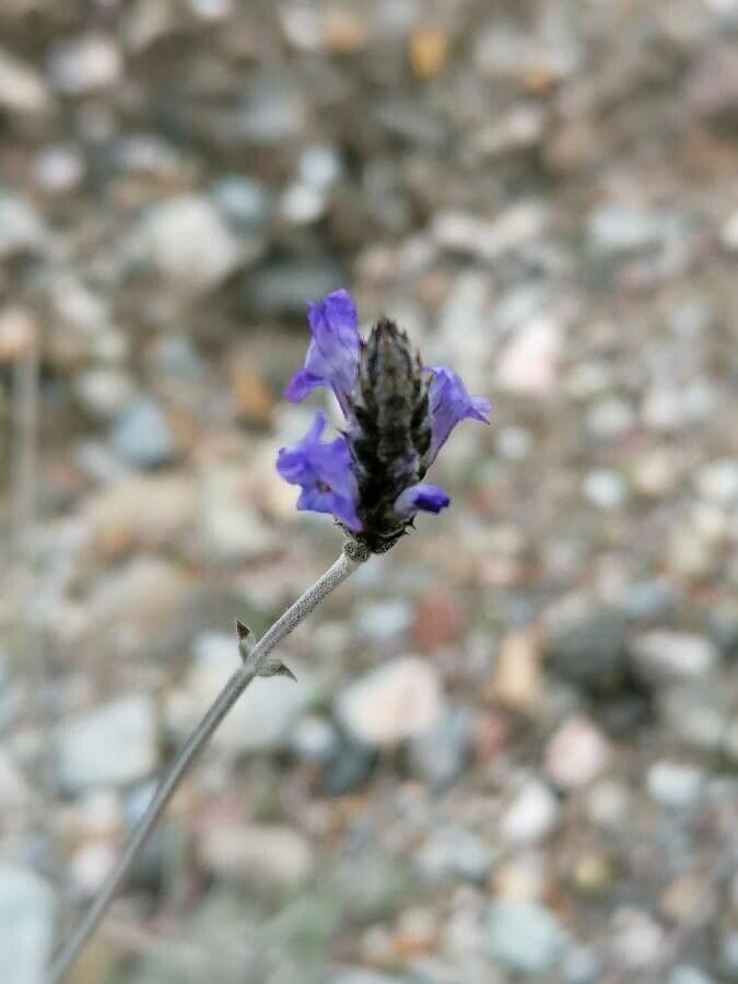Lavanda multifida 2