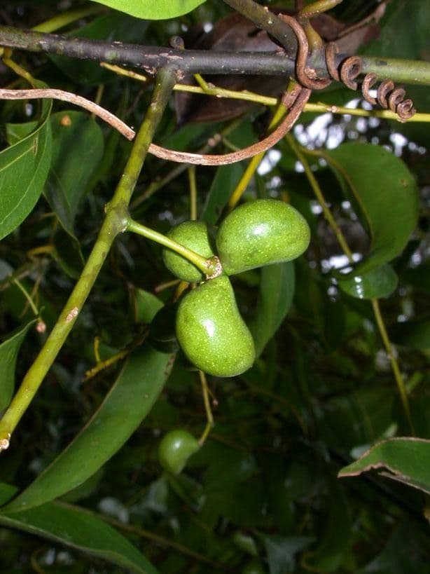 Anomospermum reticulatum