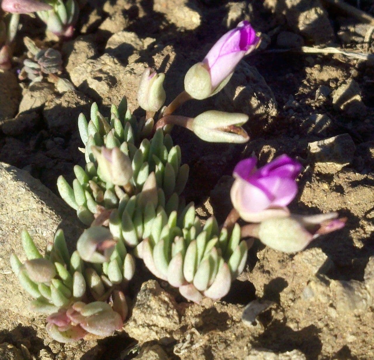 Phemeranthus 3