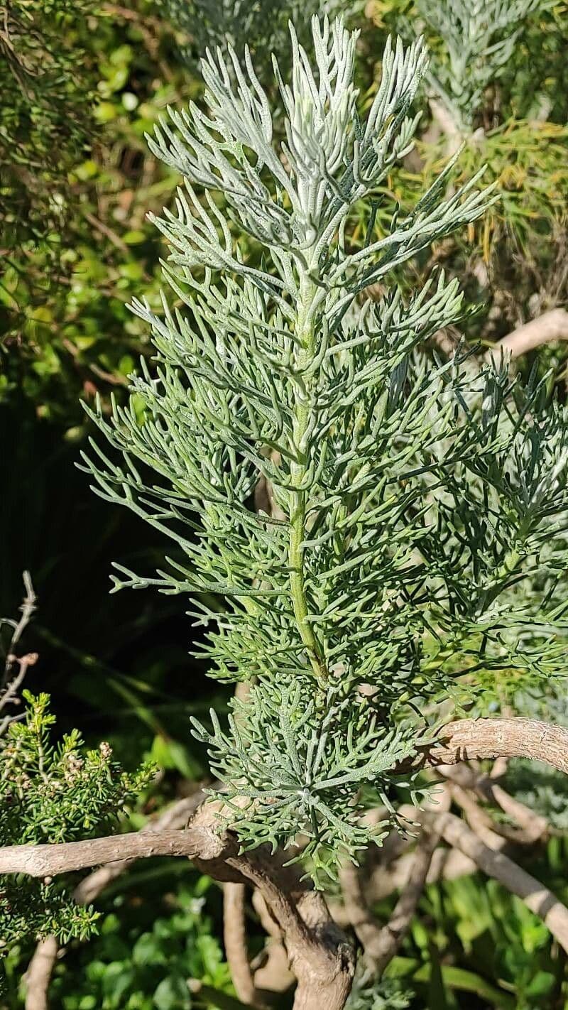 Athanasia crithmifolia 2