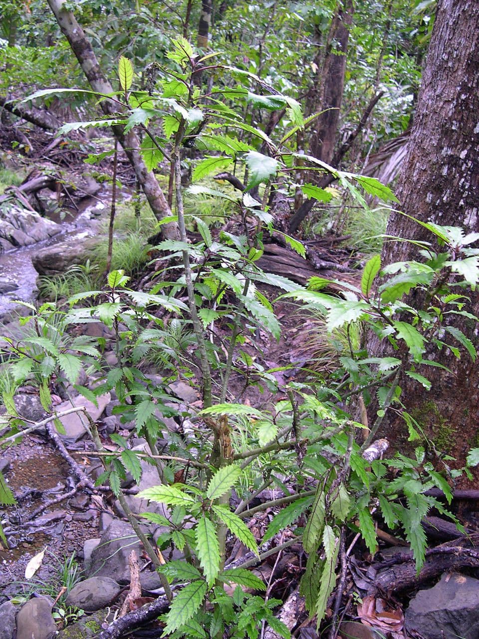 Dendrocnide