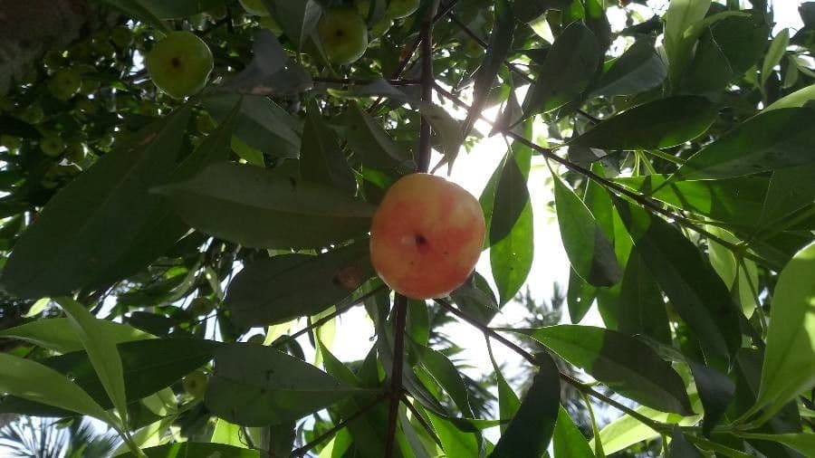 Garcinia 2