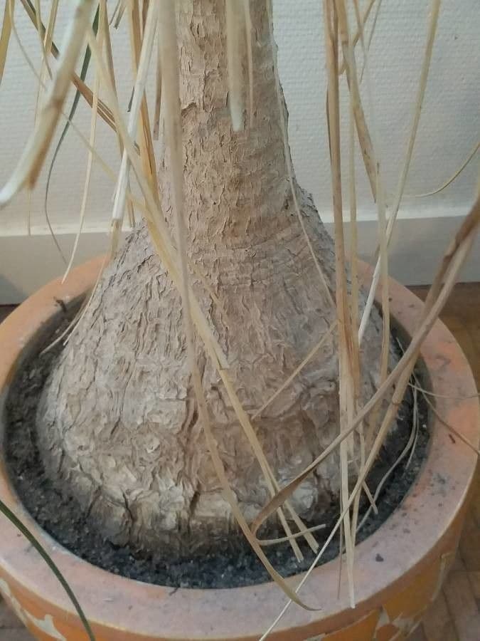 Beaucarnea 25