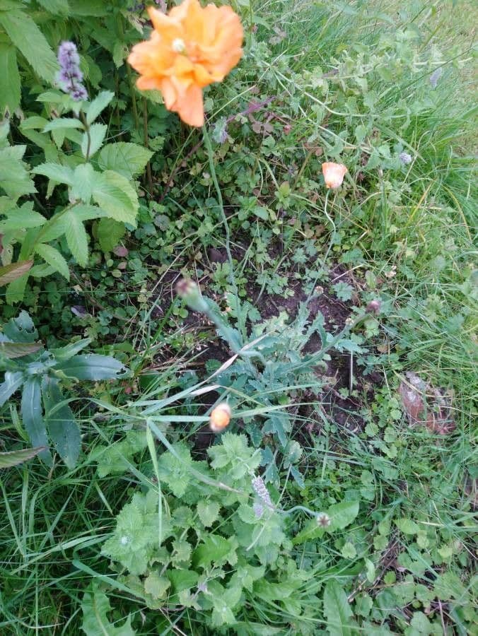 Atlantischer Mohn 7