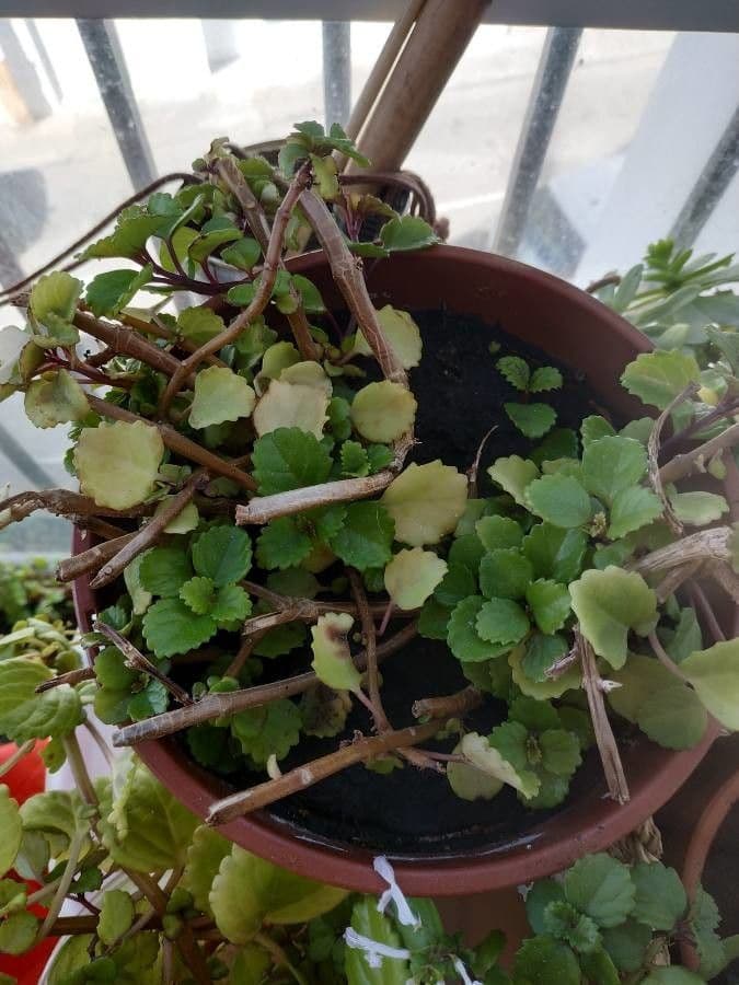 Plectranthus 23