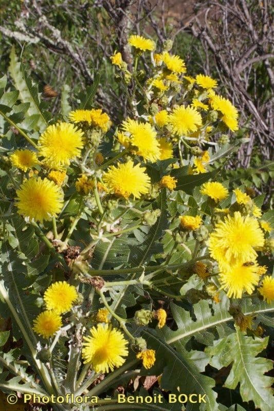 Sonchus 17
