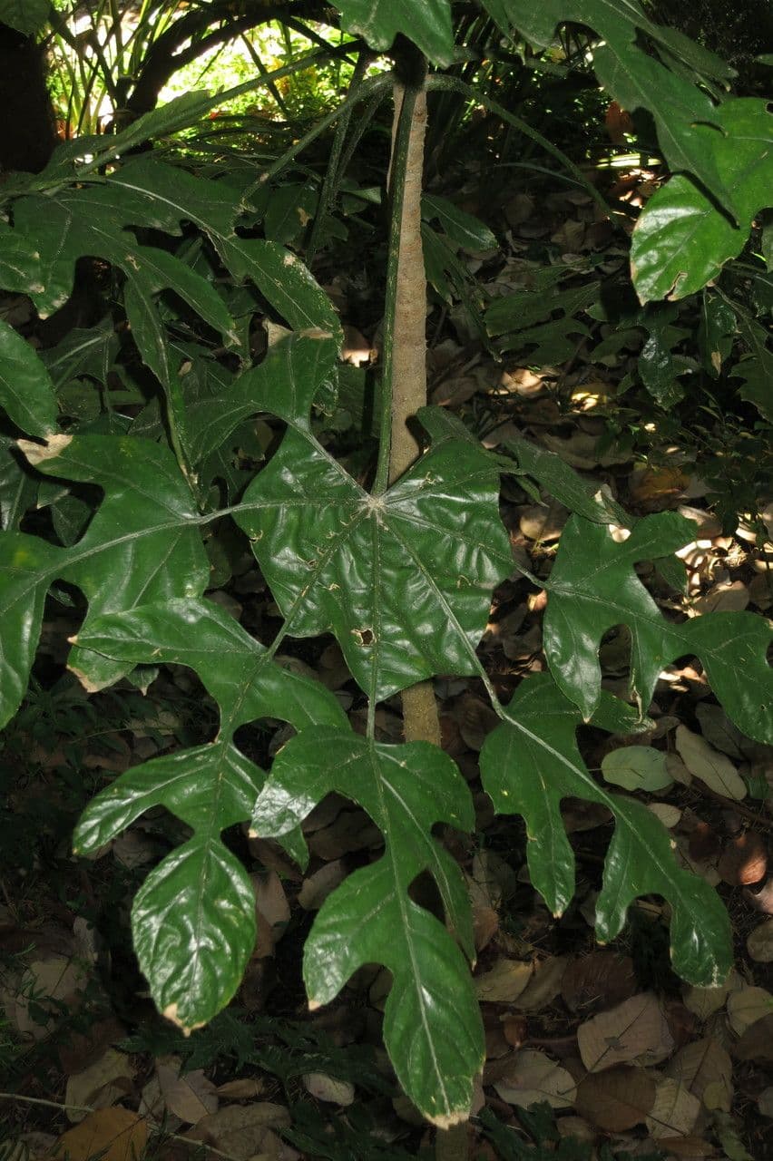 Trevesia palmata 14