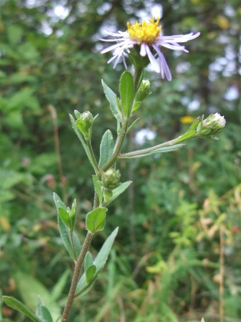 Aster gawędka 22