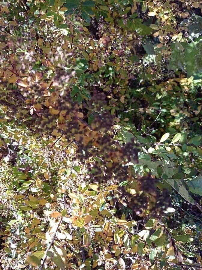 Spirea giapponese 3