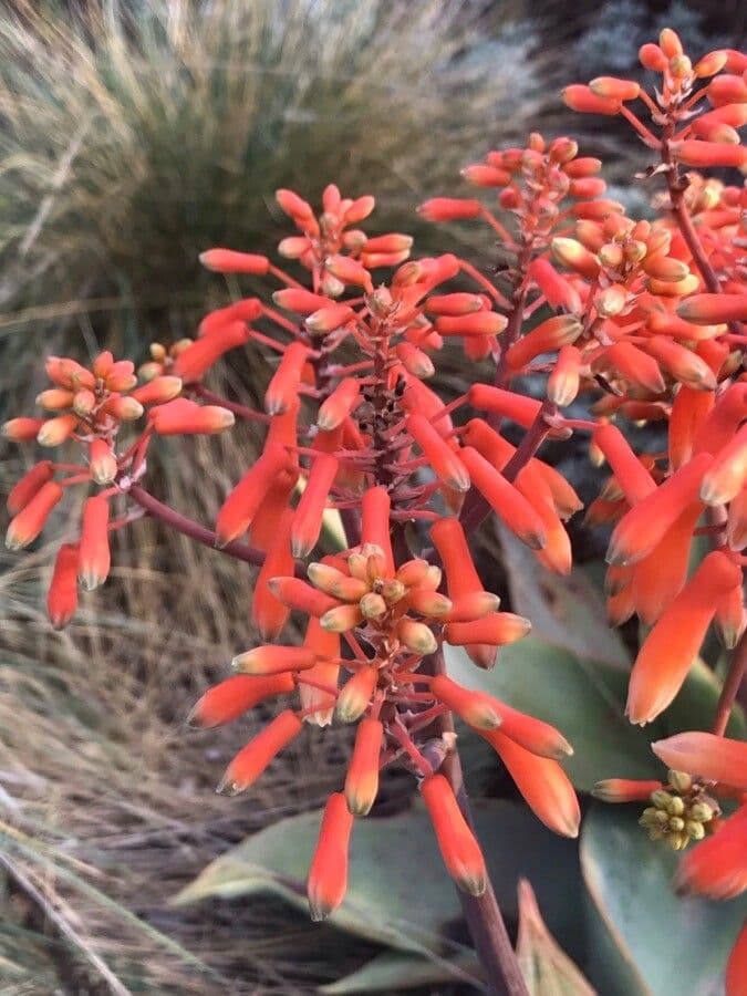 Aloe striata 5