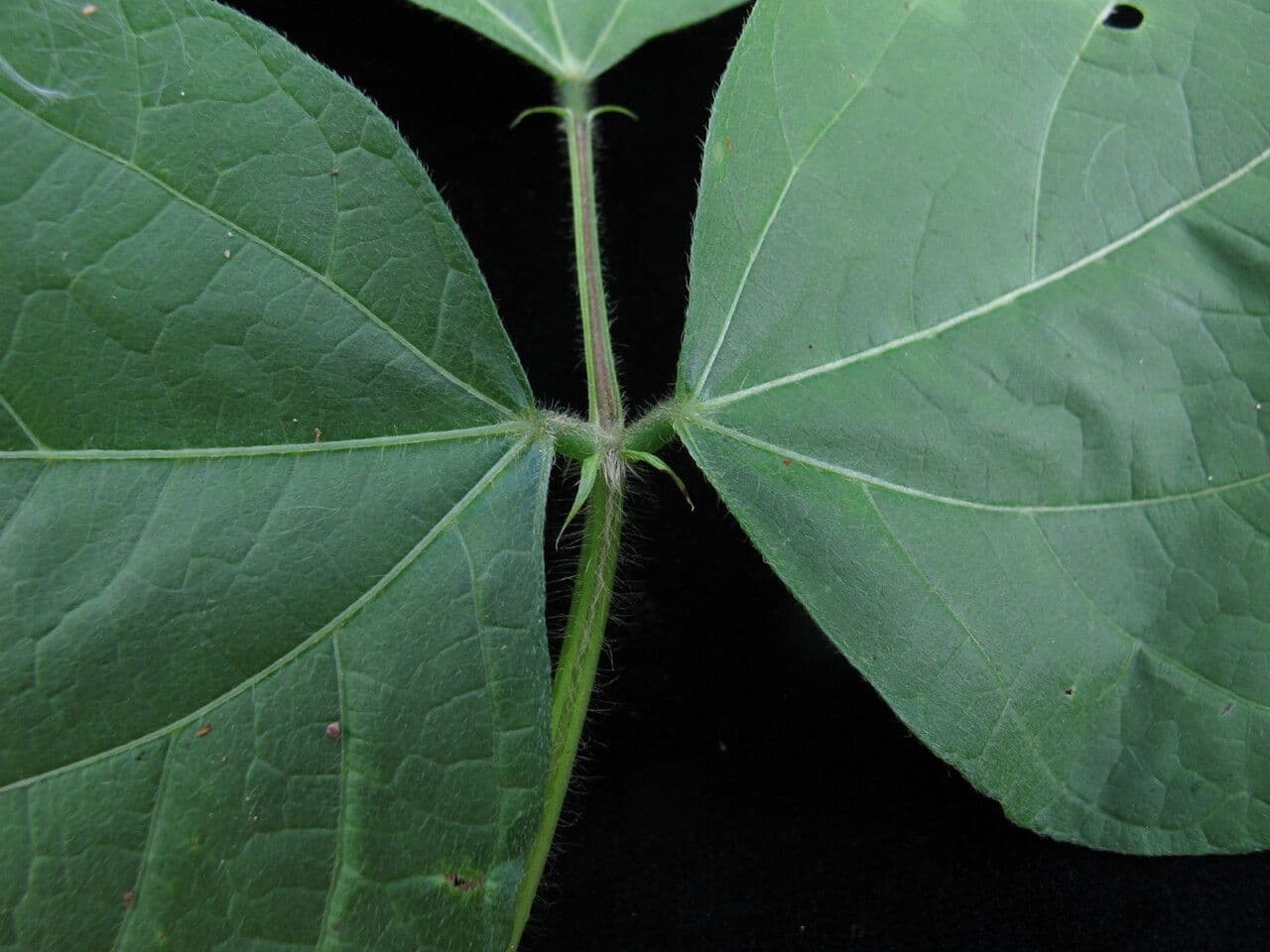 Fagiolo dall'oriente 8