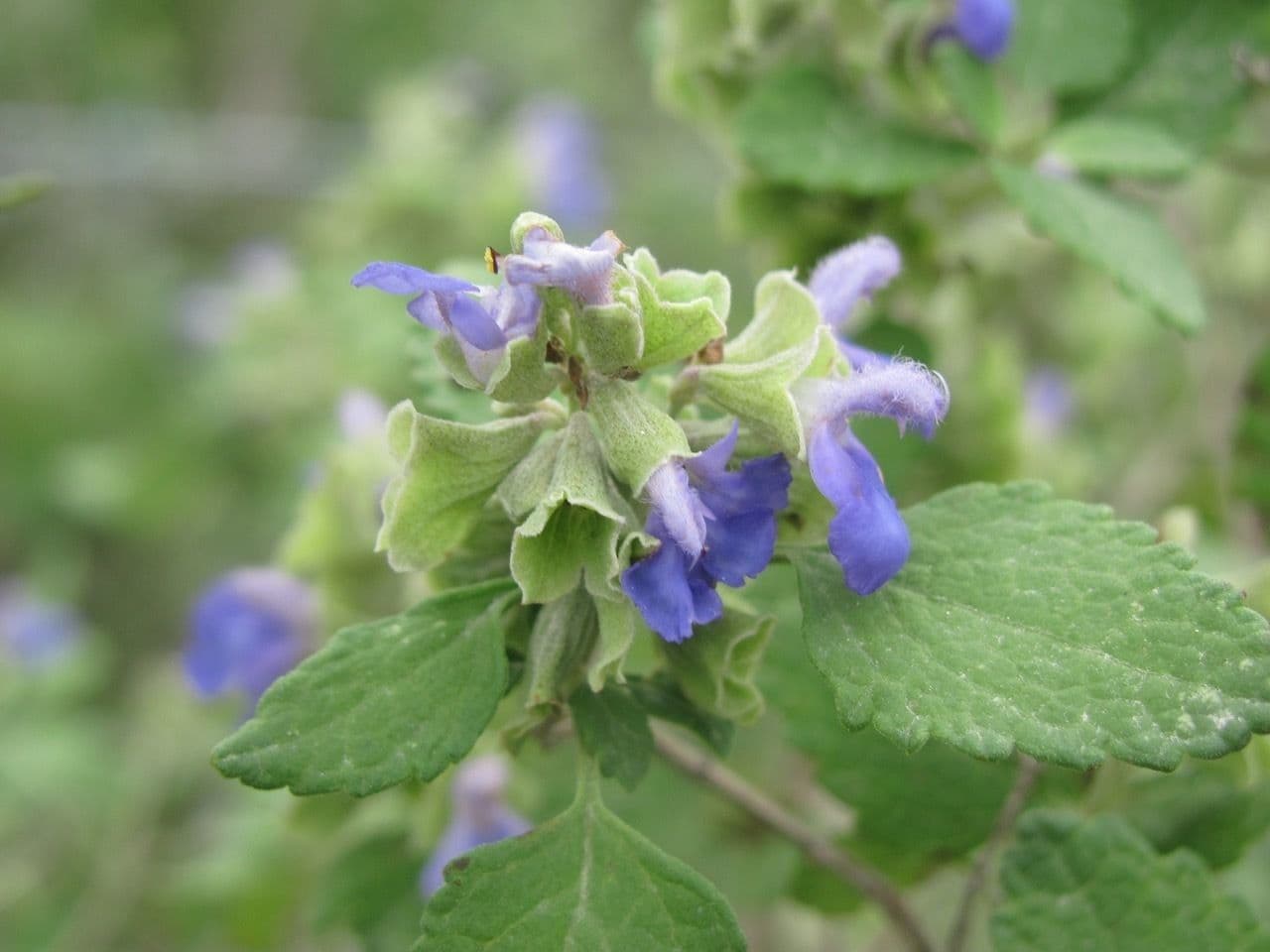 Salvia a grappoli 3