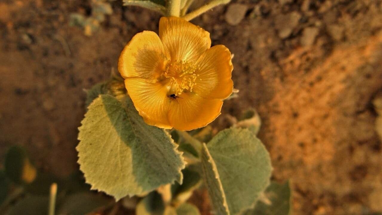 Abutilon 5