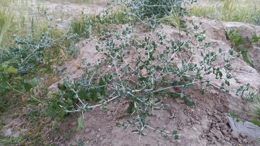 Fiordaliso iberico 9
