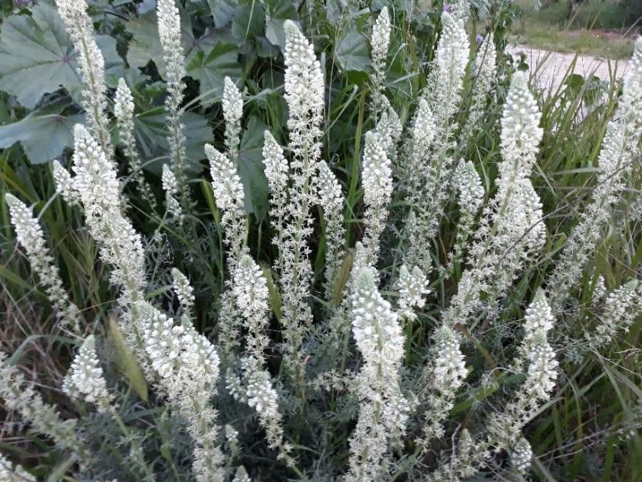 Reseda bianca 8