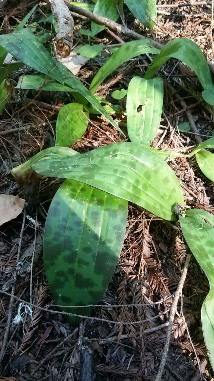 Scoliopus 10