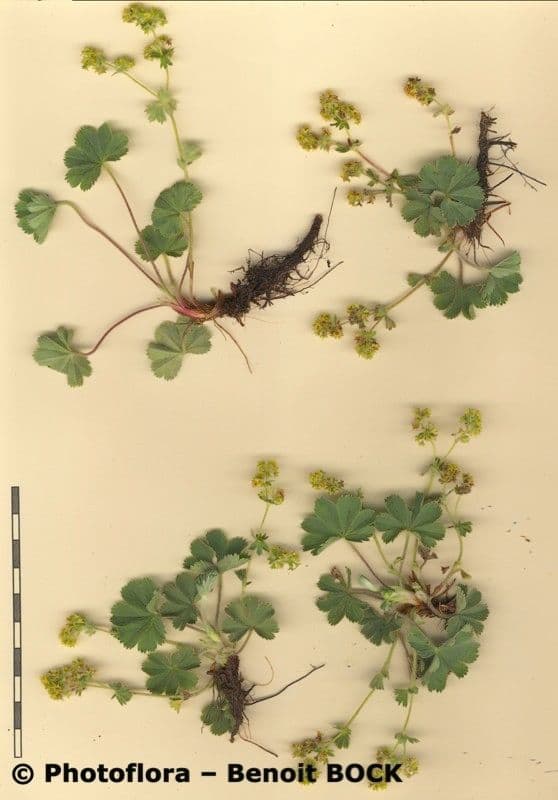 Alchemilla 9