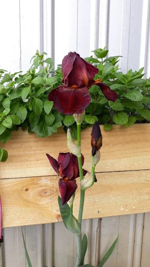 Iris 4