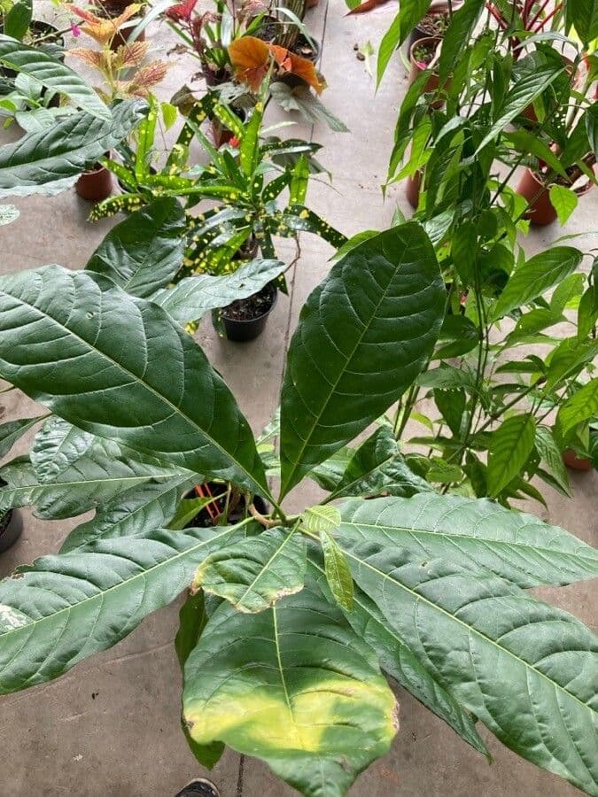 Lophanthera 7