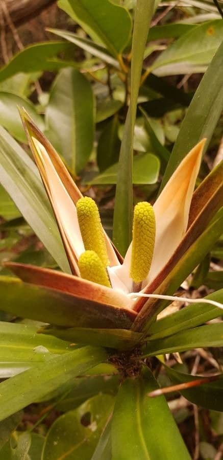 Freycinetia 9