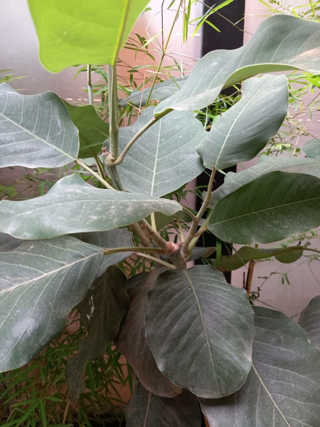 Magnolia 13