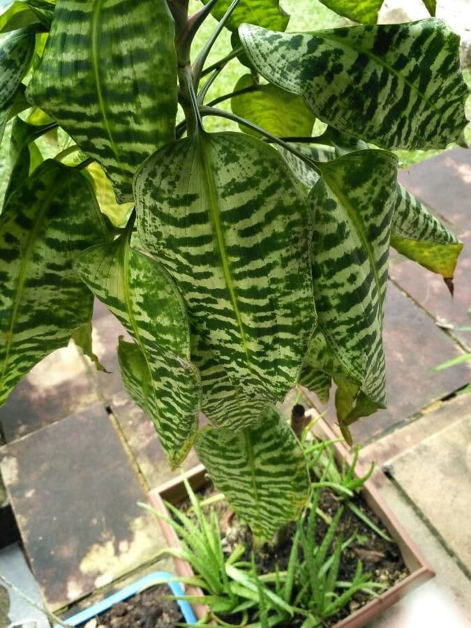 Dracaena 4