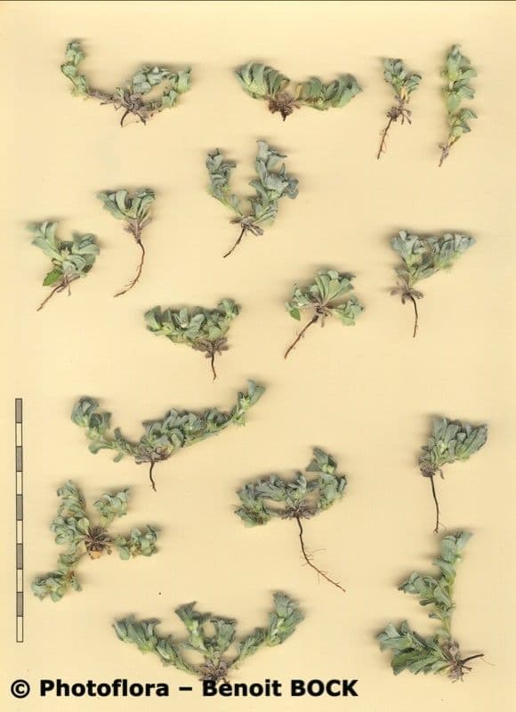 Micropus supinus 18