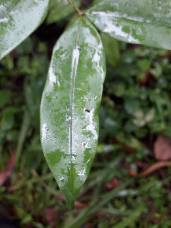 Simaruba amara 13