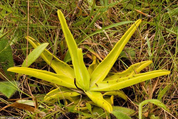 Pinguicula lutea 13