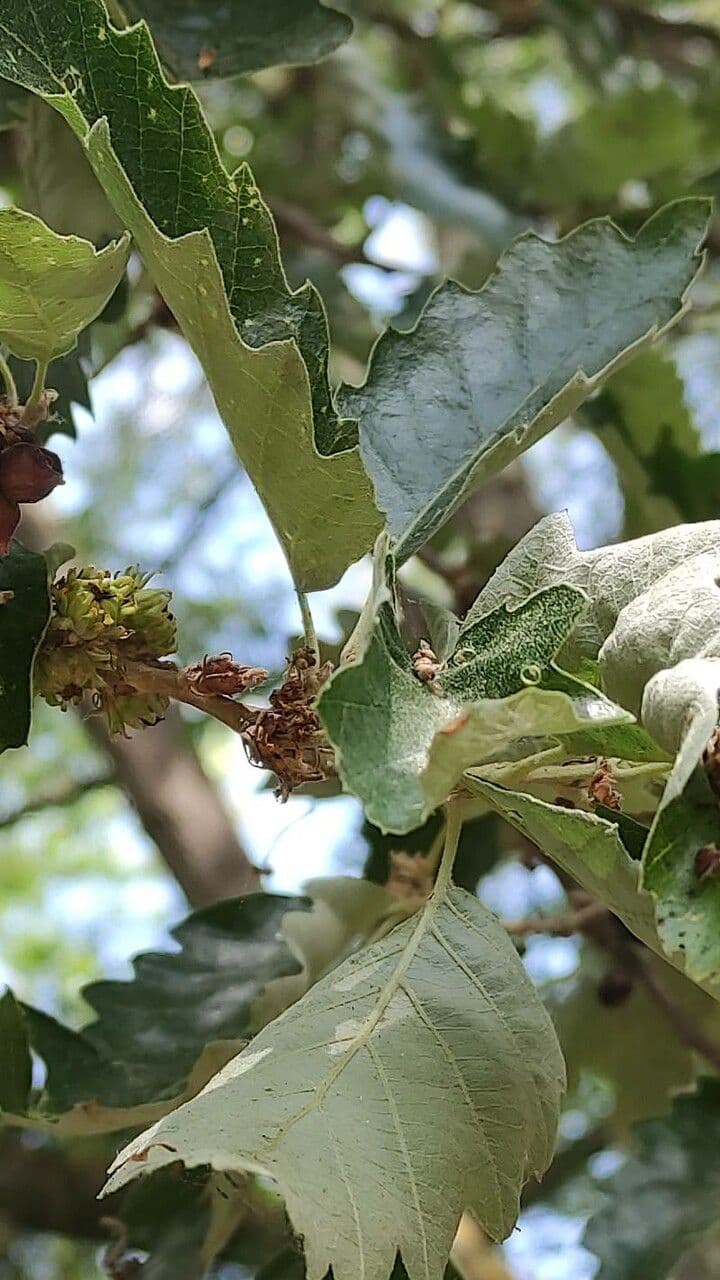 Quercia 14