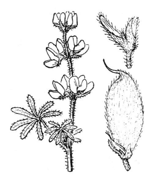 Lupino peloso 15