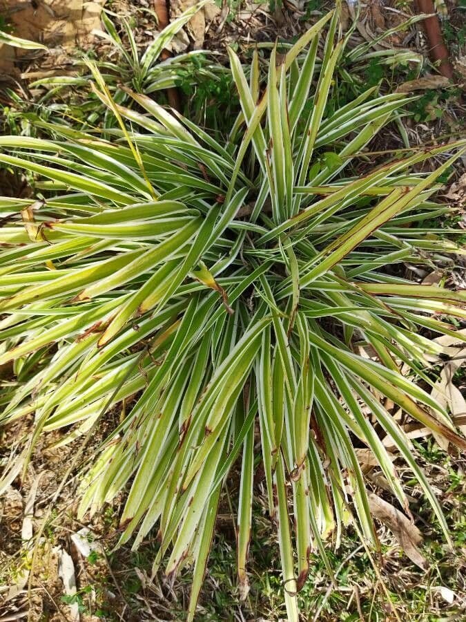 Dianella 12