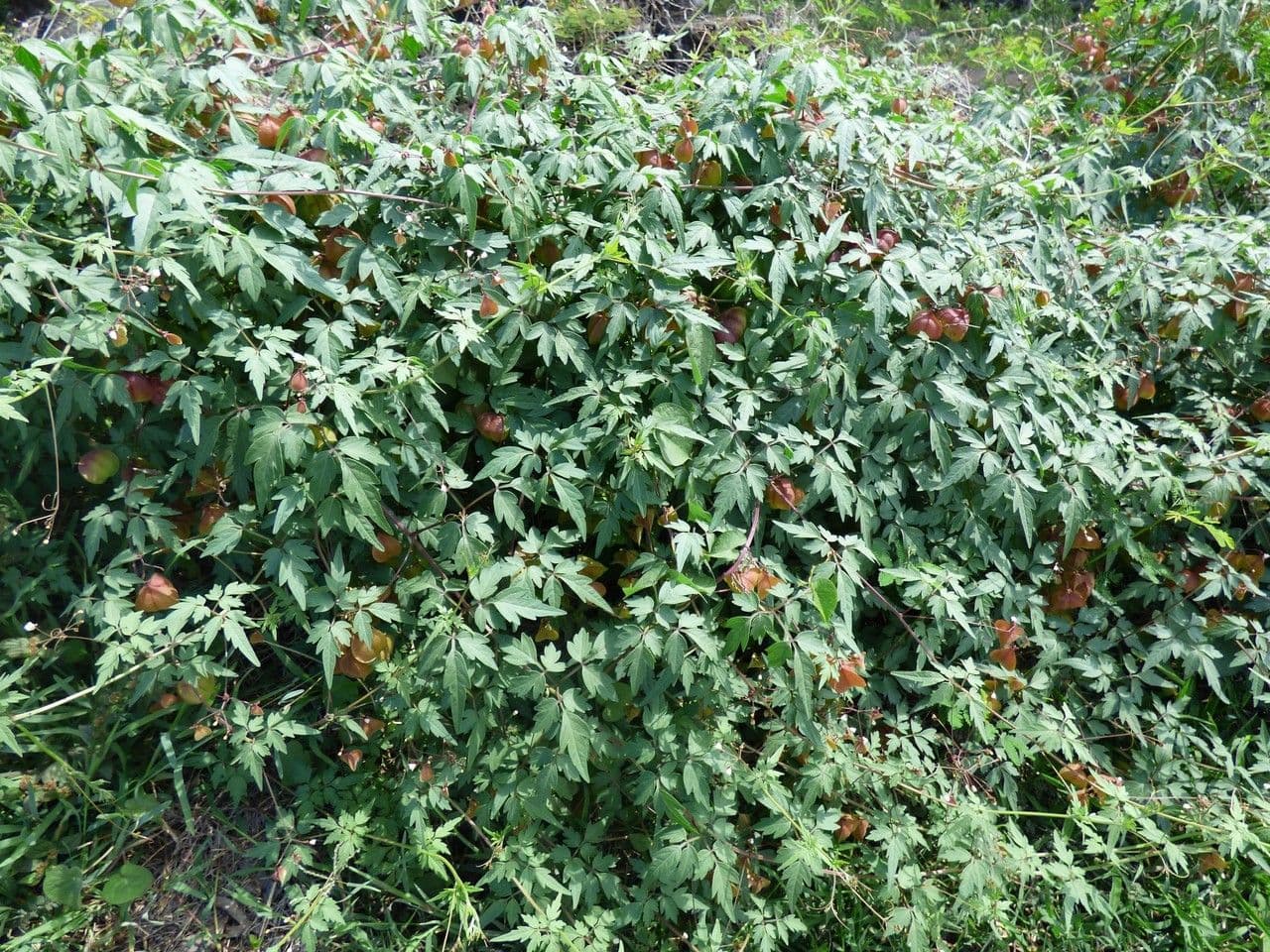 Cardiosperma 12