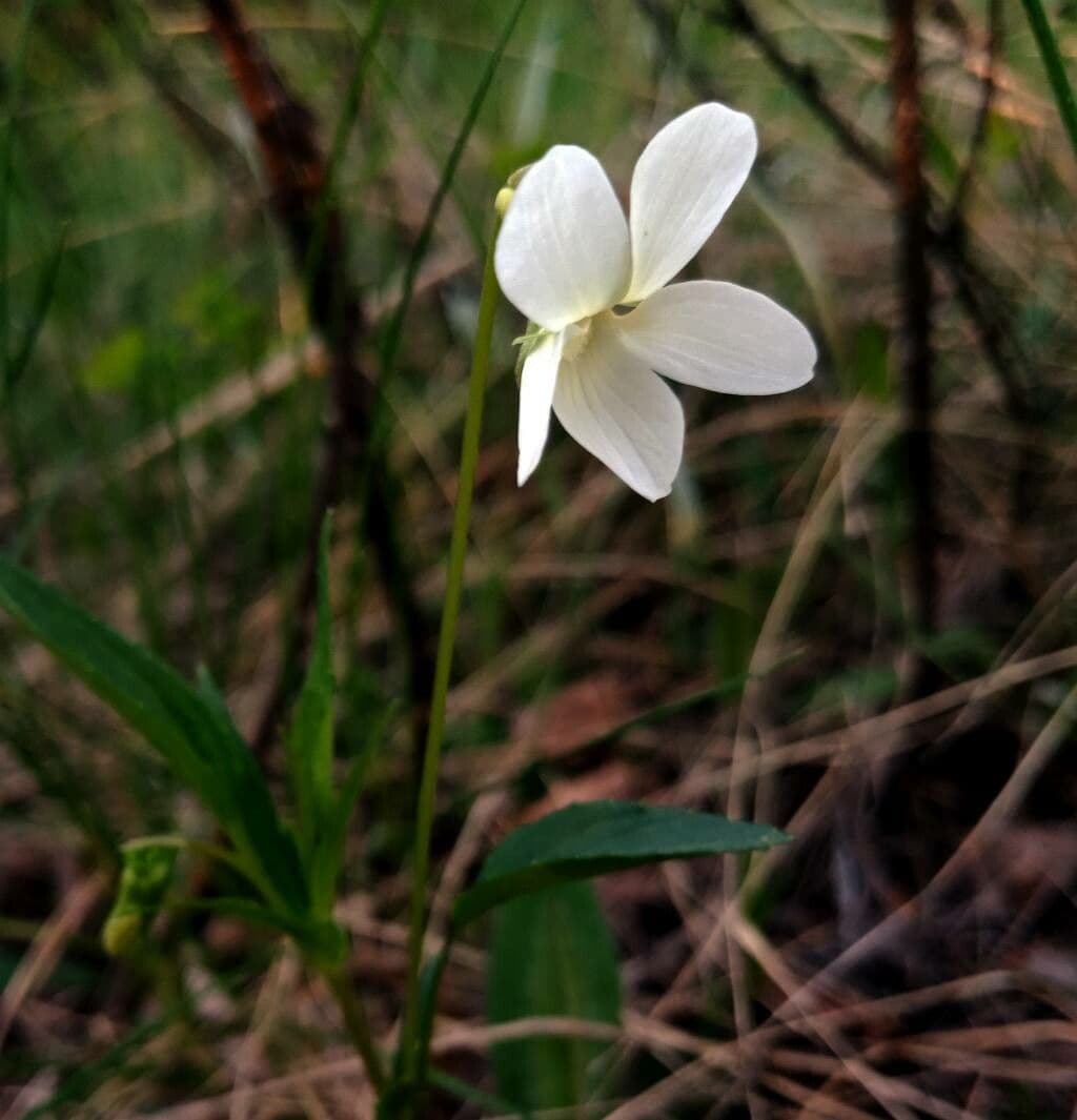 Viola lanceolata 5
