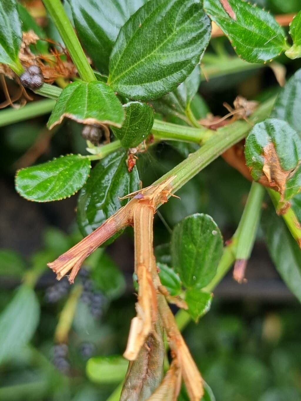 Ceanothus thyrsiflorus 21