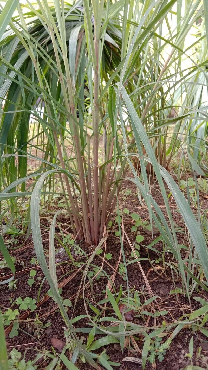 Citronella 20