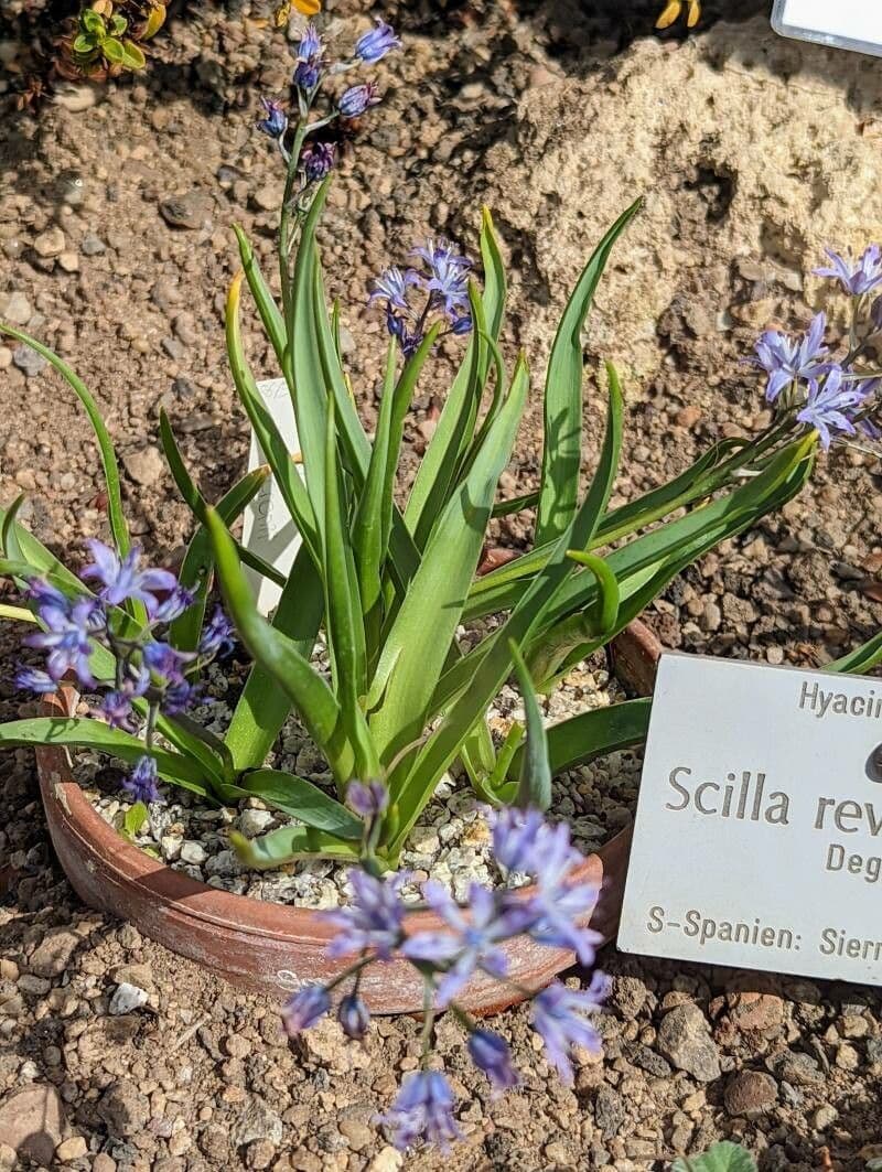 Hyacinthoides 4