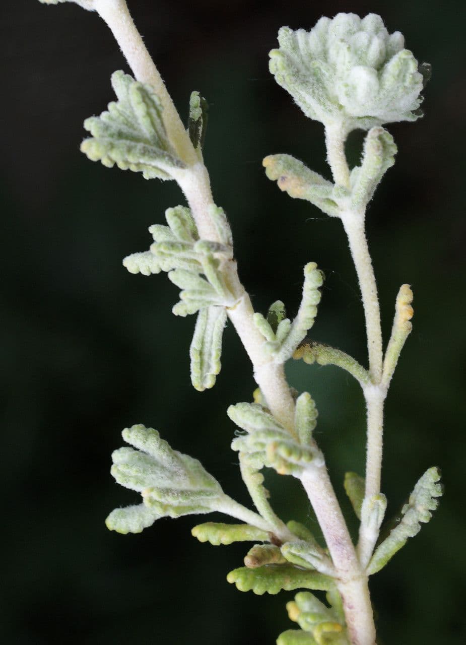 Teucrium 7